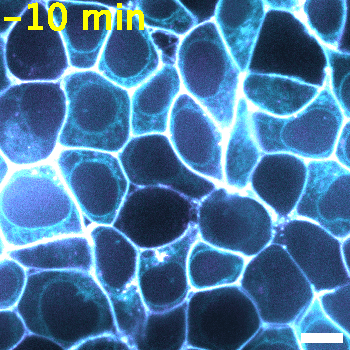 eNRGies biosensor movie
