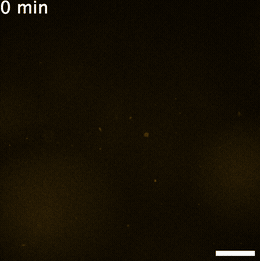 And another new preprint: Self-organizing lipid kinase/phosphatase system.